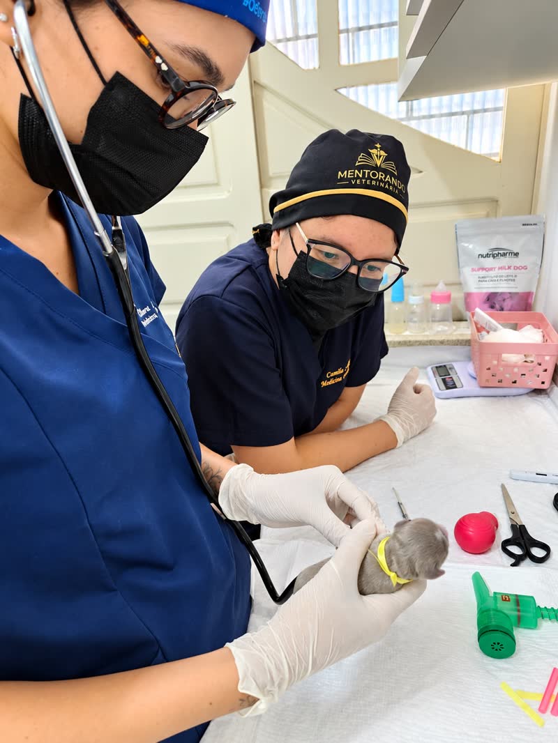 Equipe veterin&aacute;ria da Insemina Pet avaliando um filhote rec&eacute;m-nascido.